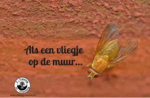 Als een vliegje op de muur…